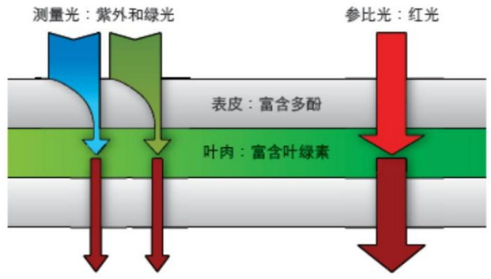 image.png 植物多酚叶绿素仪