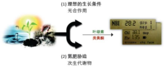image.png 植物多酚叶绿素仪