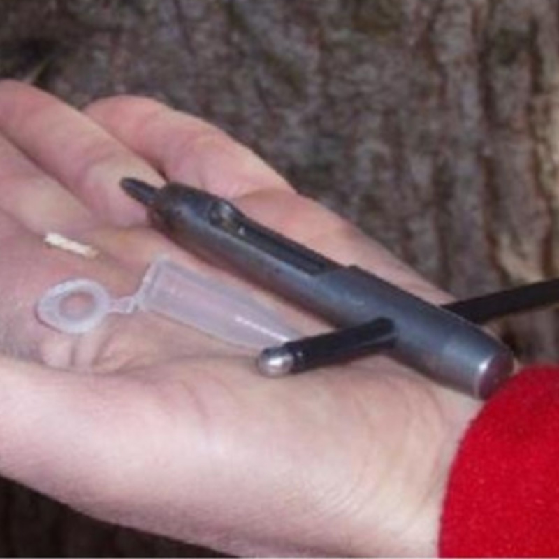 微型树木生长锥