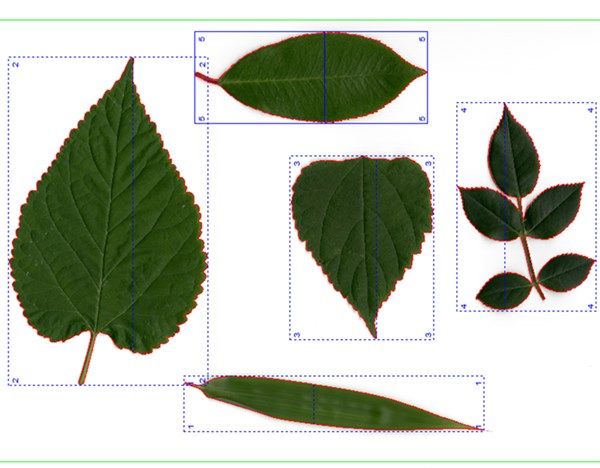 微信图片_20220601160739_副本_副本.jpg 叶片图像分析仪