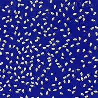 FG-KZ考种分析系统