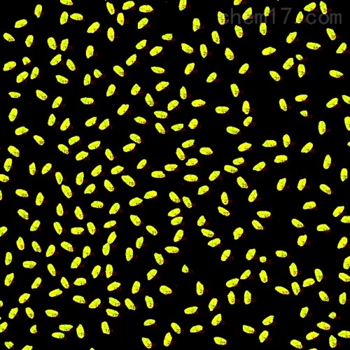 稻麦考种分析仪