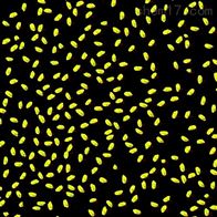 FG-KZ稻麦考种分析仪