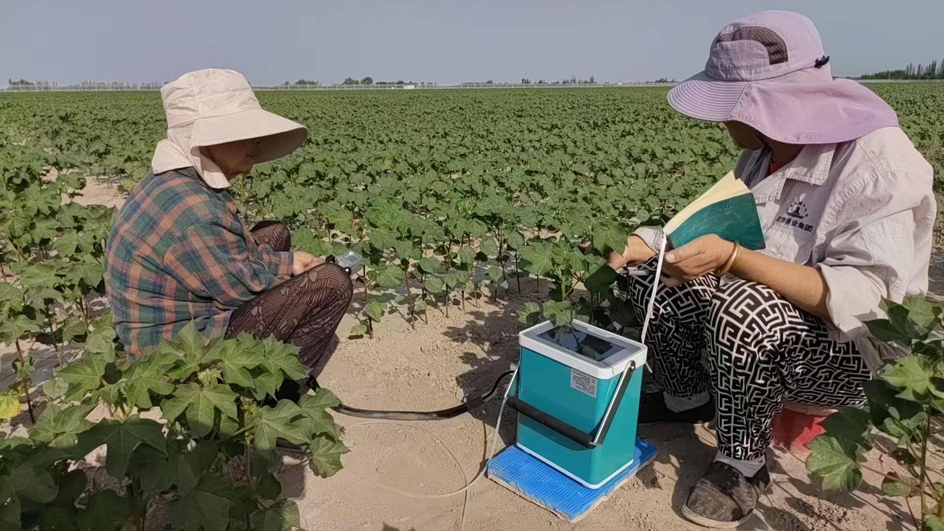 FS-3080H 光合仪在新疆兵团七师棉田运行良好 获科研人员好评